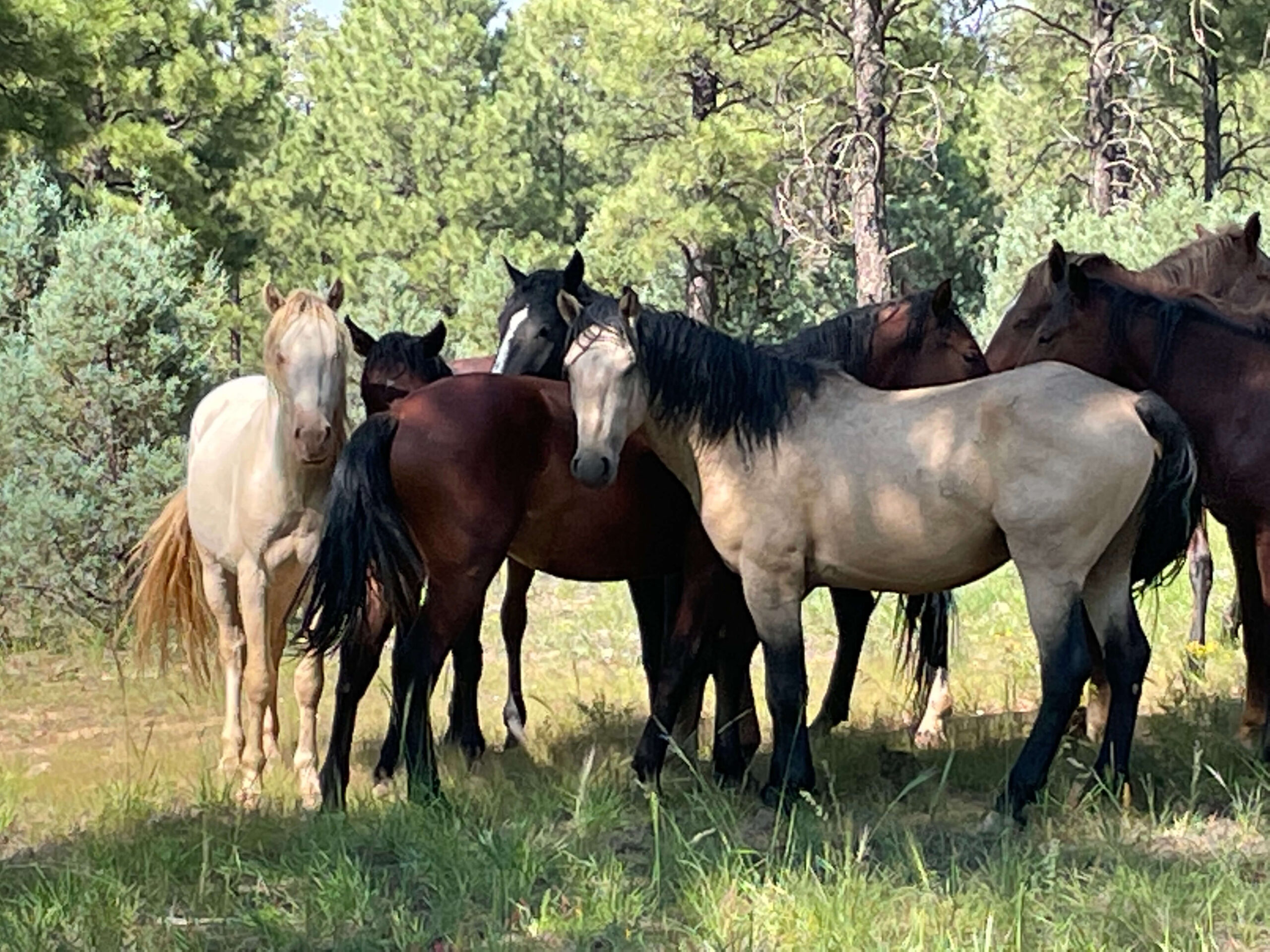 FOREST SERVICE KIDNAPS ARIZONA ALPINE WILD HORSES